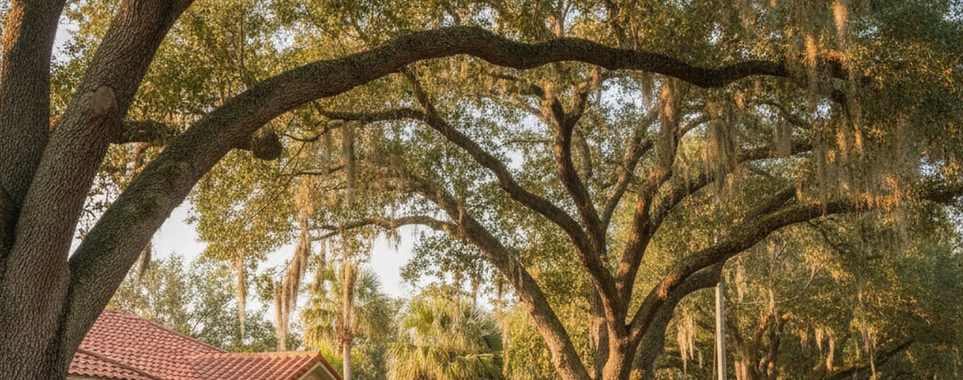 A quiet Florida residential street with a low front-yard fence and large live oaks, in late afternoon light